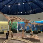 المغرب يمتلك جزءًا مفقودًا من تاريخ الديناصورات المغرب يمتلك جزءًا مفقودًا من تاريخ الديناصورات