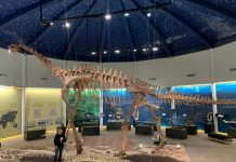 المغرب يمتلك جزءًا مفقودًا من تاريخ الديناصورات المغرب يمتلك جزءًا مفقودًا من تاريخ الديناصورات