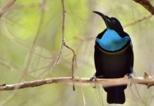 “طائر الجنّة” يلهم صناعة أقمشة سوداء فائقة "طائر الجنّة" يلهم صناعة أقمشة سوداء فائقة