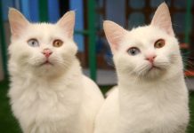 علماء للجزيرة نت: أصول القطط المنزلية ترجع إلى شمال أفريقيا علماء للجزيرة نت: أصول القطط المنزلية ترجع إلى شمال أفريقيا