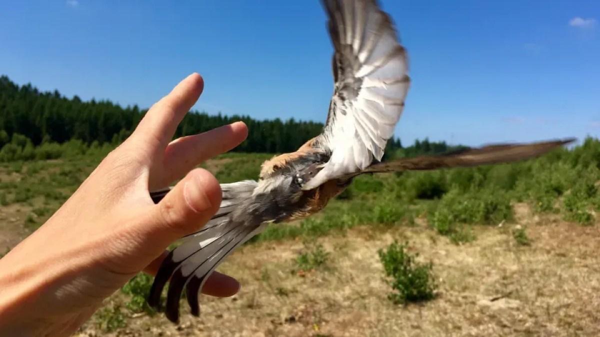 طيور مهاجرة بدقة طيور مهاجرة بدقة