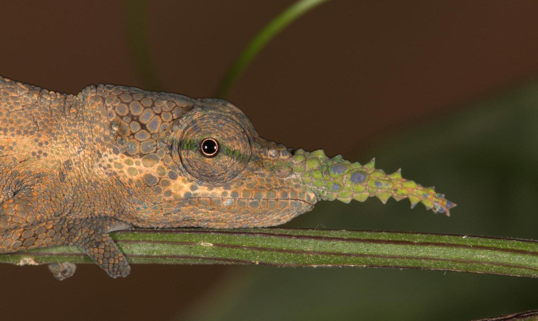 حرباء حرباء