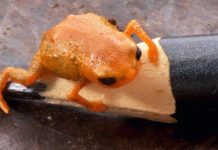 ضفدع اليقطين البرتقالي يبهر العلماء في البرازيل ضفدع اليقطين البرتقالي يبهر العلماء في البرازيل
