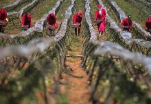 مجلة علمية توثّق هشاشة العاملات الفلاحيات ودورهن في الإنتاج مجلة علمية توثّق هشاشة العاملات الفلاحيات ودورهن في الإنتاج