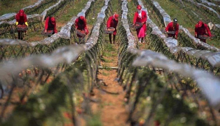 مجلة علمية توثّق هشاشة العاملات الفلاحيات ودورهن في الإنتاج مجلة علمية توثّق هشاشة العاملات الفلاحيات ودورهن في الإنتاج