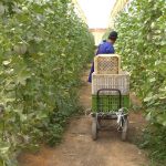 زيادة الحد الأدنى للأجر تهم العمال الزراعيين زيادة الحد الأدنى للأجر تهم العمال الزراعيين