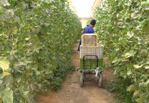 زيادة الحد الأدنى للأجر تهم العمال الزراعيين زيادة الحد الأدنى للأجر تهم العمال الزراعيين