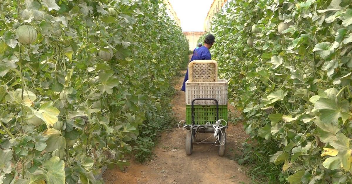 زيادة الحد الأدنى للأجر تهم العمال الزراعيين زيادة الحد الأدنى للأجر تهم العمال الزراعيين