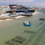 184 مشروعًا في الأحياء البحرية باستثمار 1.76 مليار درهم 184 مشروعًا في الأحياء البحرية باستثمار 1.76 مليار درهم