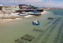 184 مشروعًا في الأحياء البحرية باستثمار 1.76 مليار درهم 184 مشروعًا في الأحياء البحرية باستثمار 1.76 مليار درهم