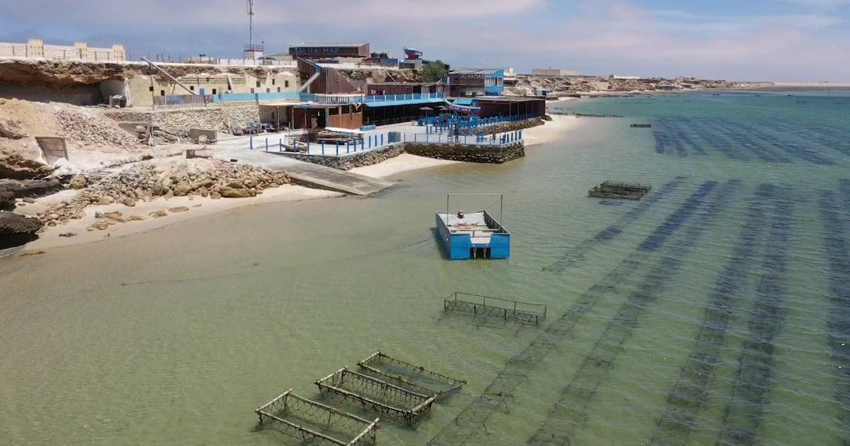 184 مشروعًا في الأحياء البحرية باستثمار 1.76 مليار درهم 184 مشروعًا في الأحياء البحرية باستثمار 1.76 مليار درهم