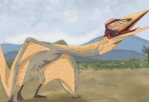 أحافير تكشف كيف تعلم التيروصورات الطيران أحافير تكشف كيف تعلم التيروصورات الطيران