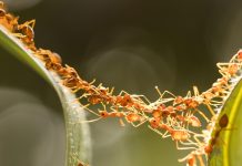 النمل يعلّم البشر تكتيكات ذكية للتخلص من “البكتيريا الخارقة” النمل يعلّم البشر تكتيكات ذكية للتخلص من "البكتيريا الخارقة"