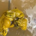 سر قدرة الضفادع الآسيوية على تغيير لونها سر قدرة الضفادع الآسيوية على تغيير لونها