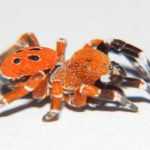 اكتشاف عنكبوت نادر يشبه الخنفساء ذات الرأس الأحمر في المغرب اكتشاف عنكبوت نادر يشبه الخنفساء ذات الرأس الأحمر في المغرب