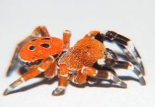 اكتشاف عنكبوت نادر يشبه الخنفساء ذات الرأس الأحمر في المغرب اكتشاف عنكبوت نادر يشبه الخنفساء ذات الرأس الأحمر في المغرب