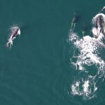 عداوة تتحول لصداقة.. حيتان تصطاد مع الدلافين وتتقاسم الغنيمة عداوة تتحول لصداقة.. حيتان تصطاد مع الدلافين وتتقاسم الغنيمة