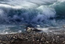 العلاقة بين الزلازل والتسونامي: زلزال روسيا نموذجًا العلاقة بين الزلازل والتسونامي: زلزال روسيا نموذجًا