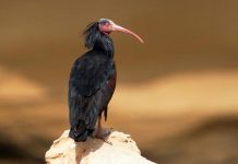 برنامج تربية الحيوانات بالمغرب ينقذ طائرا نادرا برنامج تربية الحيوانات بالمغرب ينقذ طائرا نادرا