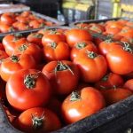 روسيا تحظر شحنة طماطم مغربية بسبب فيروسين نباتيين روسيا تحظر شحنة طماطم مغربية بسبب فيروسين نباتيين