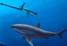 قرش عملاق عاش في بحار الأرض قبل 115 مليون سنة قرش عملاق عاش في بحار الأرض قبل 115 مليون سنة