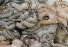 افتتاح الموسم الشتوي لصيد الأخطبوط افتتاح الموسم الشتوي لصيد الأخطبوط