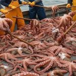 افتتاح موسم صيد الأخطبوط في المغرب بدءًا من يناير افتتاح موسم صيد الأخطبوط في المغرب بدءًا من يناير