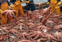 افتتاح موسم صيد الأخطبوط في المغرب بدءًا من يناير افتتاح موسم صيد الأخطبوط في المغرب بدءًا من يناير