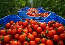 طماطم مغربية ملوثة تثير القلق في إسبانيا طماطم مغربية ملوثة تثير القلق في إسبانيا