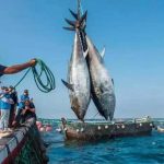 المفوضية الأوروبية تبدأ مفاوضات جديدة للصيد البحري مع المغرب المفوضية الأوروبية تبدأ مفاوضات جديدة للصيد البحري مع المغرب