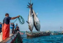 المفوضية الأوروبية تبدأ مفاوضات جديدة للصيد البحري مع المغرب المفوضية الأوروبية تبدأ مفاوضات جديدة للصيد البحري مع المغرب