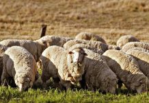 المسافة وتكاليف النقل تعرقل تصدير الأغنام الأسترالية إلى المغرب المسافة وتكاليف النقل تعرقل تصدير الأغنام الأسترالية إلى المغرب