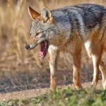 إعادة توثيق الذئب الأفريقي في جبال الأطلس والحسيمة إعادة توثيق الذئب الأفريقي في جبال الأطلس والحسيمة