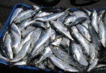 سمك الفقراء يظل بعيد المنال عن موائد بسطاء المغاربة سمك الفقراء يظل بعيد المنال عن موائد بسطاء المغاربة