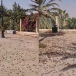 أسراب مليونية من الجراد الصحراوي تغزو مدينة العيون أسراب مليونية من الجراد الصحراوي تغزو مدينة العيون