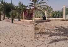 أسراب مليونية من الجراد الصحراوي تغزو مدينة العيون أسراب مليونية من الجراد الصحراوي تغزو مدينة العيون