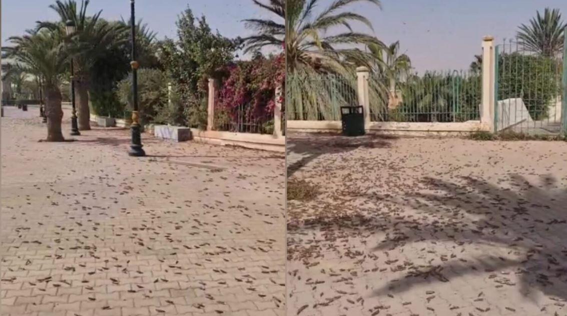 أسراب مليونية من الجراد الصحراوي تغزو مدينة العيون أسراب مليونية من الجراد الصحراوي تغزو مدينة العيون