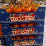 أوروبيون يطالبون بمراجعة اتفاق الطماطم مع المغرب أوروبيون يطالبون بمراجعة اتفاق الطماطم مع المغرب