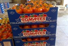 أوروبيون يطالبون بمراجعة اتفاق الطماطم مع المغرب أوروبيون يطالبون بمراجعة اتفاق الطماطم مع المغرب