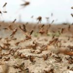 الفاو يحذر المغرب من توسع أسراب الجراد الصحراوي الفاو يحذر المغرب من توسع أسراب الجراد الصحراوي