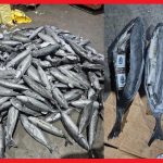 إحباط تهريب 3.9 أطنان شيرا داخل مجسمات أسماك إحباط تهريب 3.9 أطنان شيرا داخل مجسمات أسماك