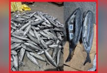 إحباط تهريب 3.9 أطنان شيرا داخل مجسمات أسماك إحباط تهريب 3.9 أطنان شيرا داخل مجسمات أسماك