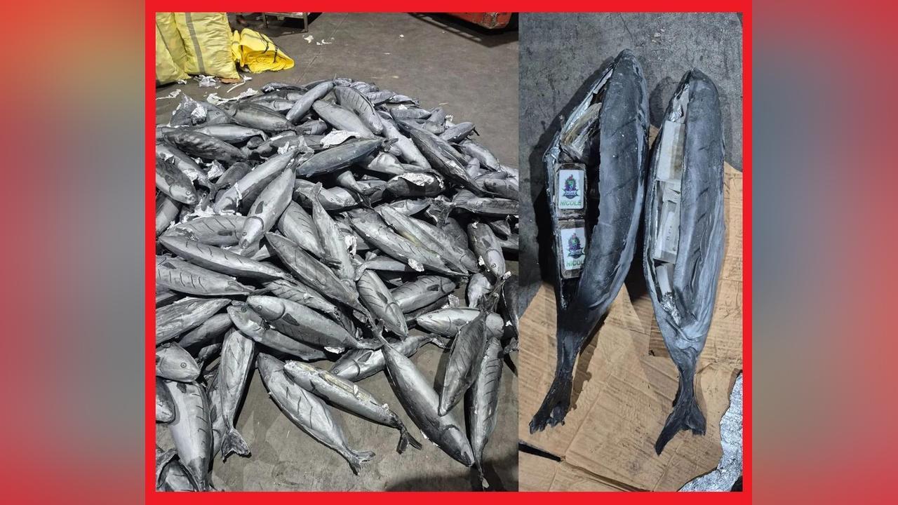 إحباط تهريب 3.9 أطنان شيرا داخل مجسمات أسماك إحباط تهريب 3.9 أطنان شيرا داخل مجسمات أسماك