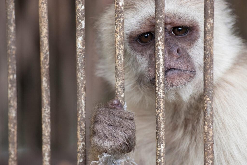 Mozambique, Brazil listed among 28 “Focus Countries” in US government 2021 END Wildlife Trafficking Report Mozambique, Brazil listed among 28 “Focus Countries” in US government 2021 END Wildlife Trafficking Report