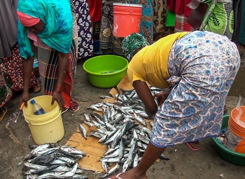 Mozambique: Horse mackerel and women’s livelihood in Nampula city – Ikweli Mozambique: Horse mackerel and women’s livelihood in Nampula city – Ikweli