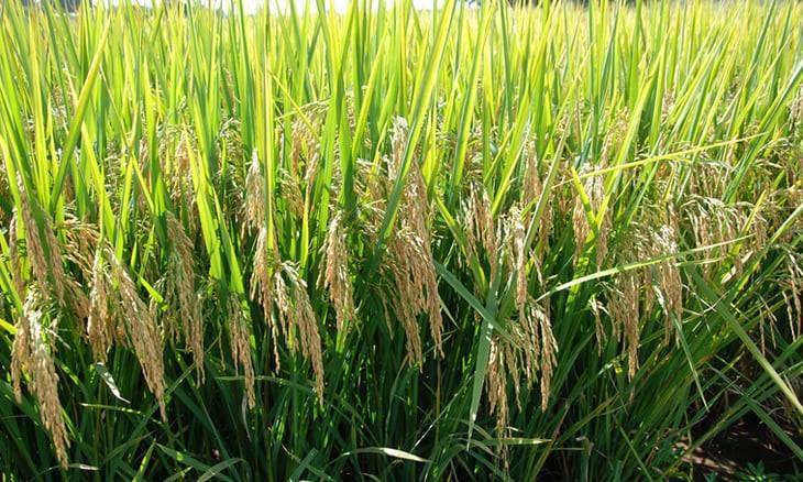Sofala: Búzi expects to harvest around 100,000 tonnes of rice Sofala: Búzi expects to harvest around 100,000 tonnes of rice