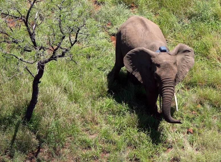 Mozambique: 15 seriously injured trying to drive elephants away – RM Mozambique: 15 seriously injured trying to drive elephants away – RM