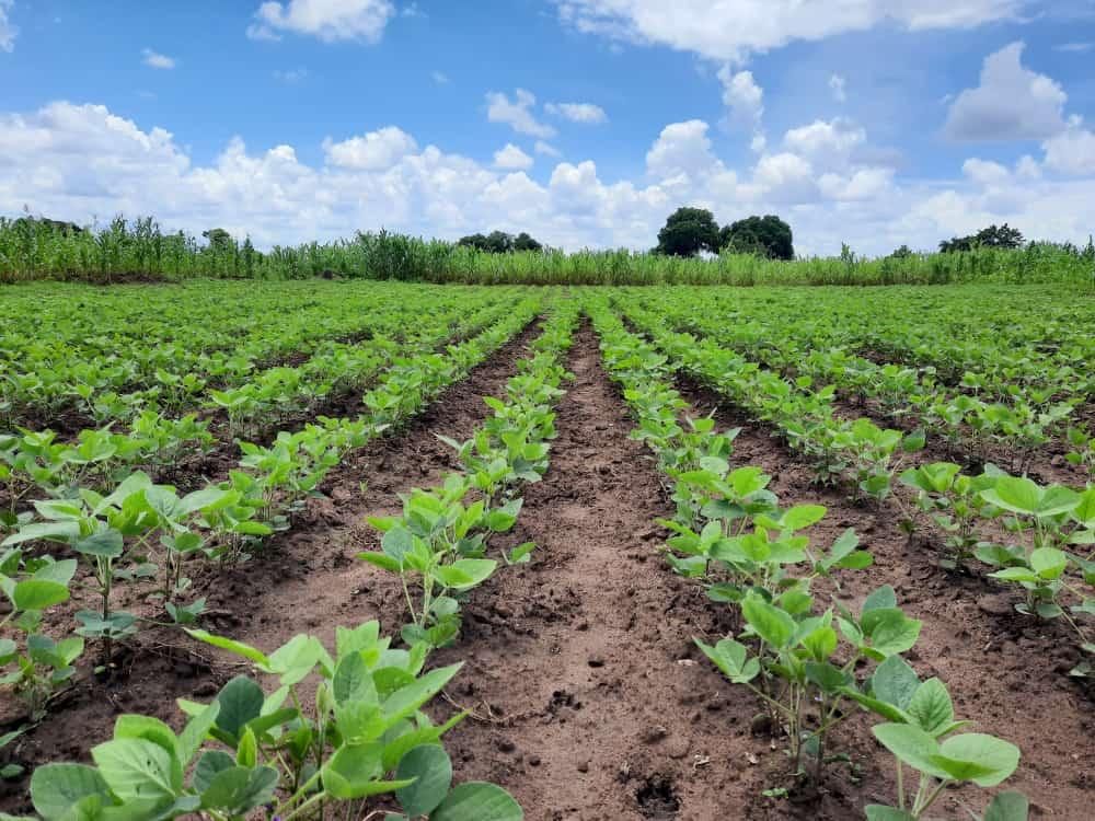 PROMOVE Agribiz presents intermediate results and looks to the future with confidence PROMOVE Agribiz presents intermediate results and looks to the future with confidence