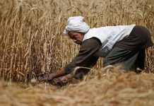 20 million farmers in Africa to benefit from $1.5 billion emergency food facility 20 million farmers in Africa to benefit from $1.5 billion emergency food facility