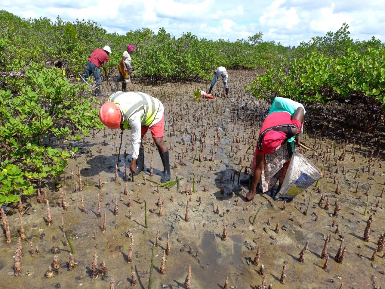 Restoration of mangroves in Cabo Delgado: TotalEnergies and Associação Eden Reforestation join efforts Restoration of mangroves in Cabo Delgado: TotalEnergies and Associação Eden Reforestation join efforts
